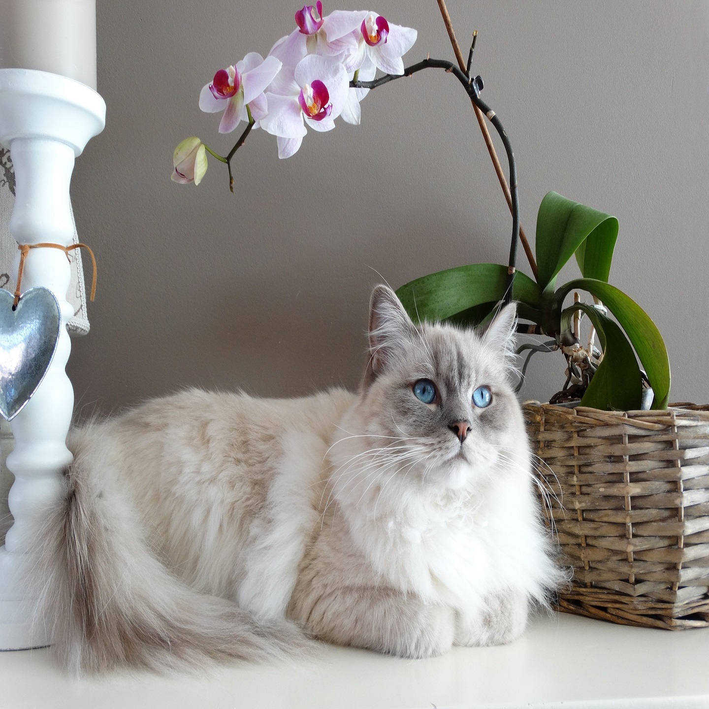 cat-profile